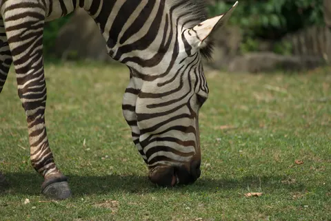 Zebra 4K Wallpaper · animals · 3840×2565