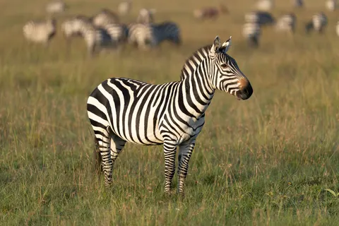 Zebra 4K-achtergrond · animals · 3840×2560