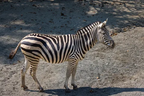 Zebra 4K Wallpaper · animals · 3840×2561
