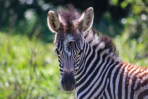 Zebra 4K Hintergrundbild · animals · 3840×2560