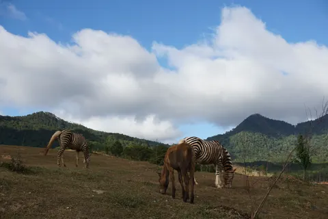 Zebra 4K Wallpaper · animals · 3840×2560