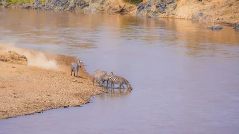 Zebra 4K Wallpaper · animals · 3840×2159