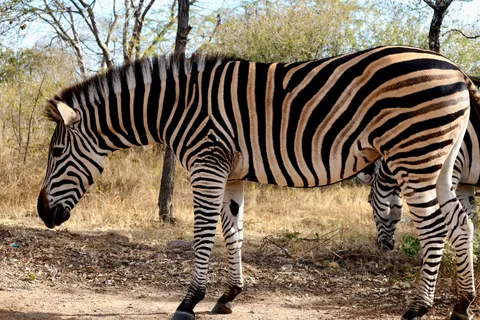 Zebra 4K Wallpaper · animals · 3840×2560