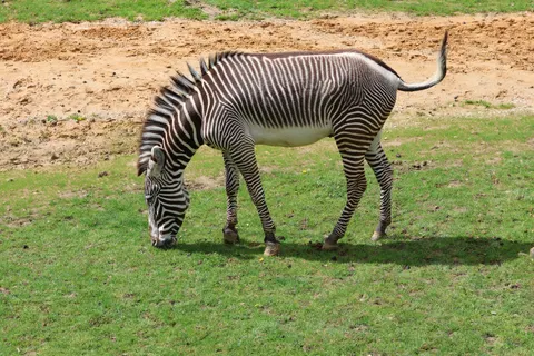 Zebra 4K Wallpaper · animals · 3840×2560