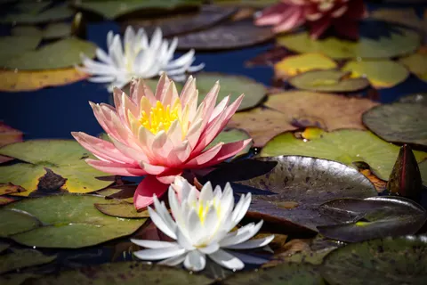 Fond d'écran Nénuphar 4K · flowers · 3840×2561