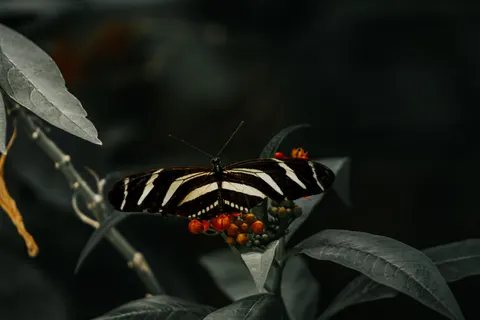 Wallpaper Zebra 4K · animals · 3840×2560