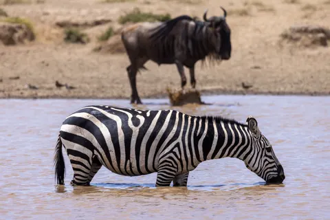 والپیپر گورخر با کیفیت 4K · animals · 3840×2561
