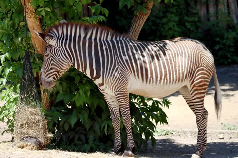 خلفية حمار وحشي بدقة 4K · animals · 3840×2560