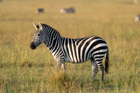 Обои Зебра 4K · animals · 3840×2560