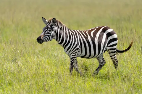 斑馬 4K桌布 · animals · 3840×2560