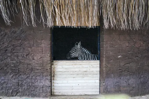 Zebra 4K Wallpaper · animals · 3840×2560