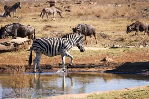 Zebra 4K-achtergrond · animals · 3840×2561