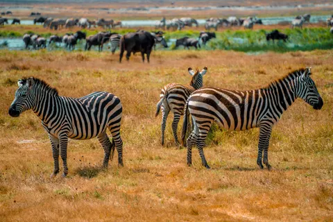 Zebra 4K Wallpaper · animals · 3840×2560