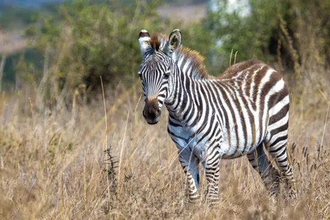 Zebra 4K Wallpaper · animals · 3840×2560