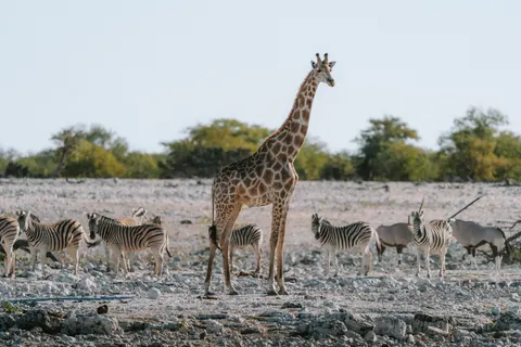 Hình nền Ngựa vằn 4K · animals · 3840×2560