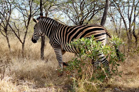 Papel de parede Zebra 4K · animals · 3840×2560