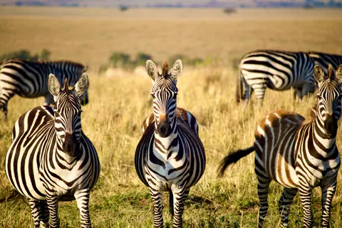 Zebra 4K Wallpaper · animals · 3840×2560