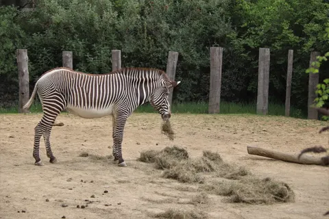 Zebra 4K Wallpaper · animals · 3840×2560