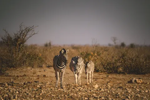 ज़ेबरा 4K वॉलपेपर · animals · 3840×2560