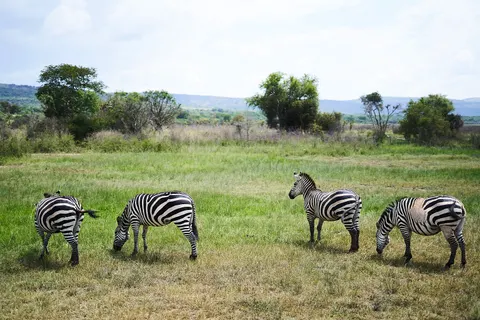 Tapeta Zebra 4K · animals · 3840×2560