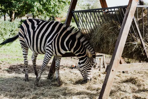 Sfondo Zebra 4K · animals · 3840×2560
