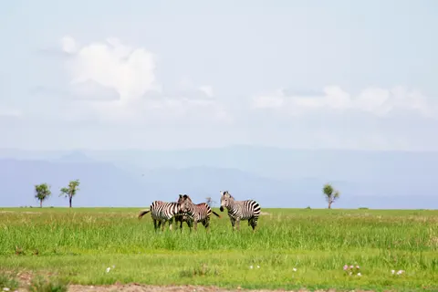 Zebra 4K Wallpaper · animals · 3840×2560