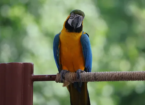Macaw 4K Wallpaper · animals · 3840×2772