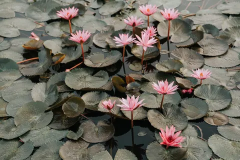 Waterlelie 4K-achtergrond · flowers · 3840×2560