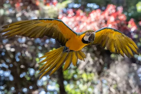 Macaw 4K Wallpaper · animals · 3840×2560