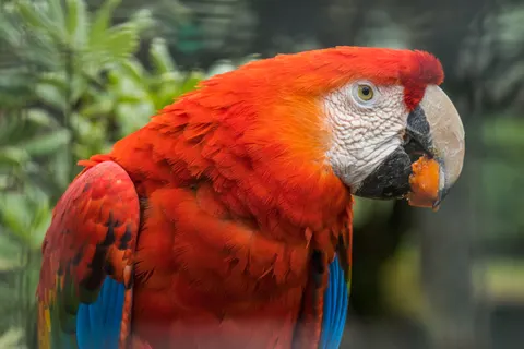 خلفية ببغاء المكاو بدقة 4K · animals · 3840×2560