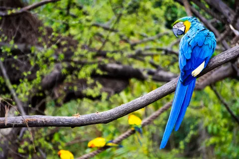 Tapeta Ara 4K · animals · 3840×2560
