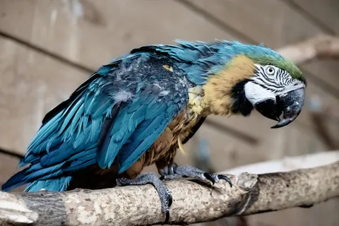 Ara 4K Hintergrundbild · animals · 3840×2560