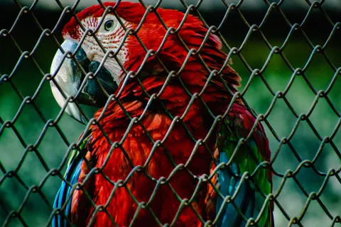 Macaw 4K Wallpaper · animals · 3840×2560