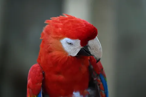 Macaw 4K Wallpaper · animals · 3840×2560