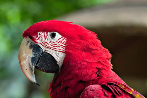 Ara 4K-achtergrond · animals · 3840×2560