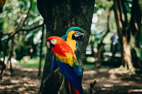Hình nền Vẹt đuôi dài 4K · animals · 3840×2560