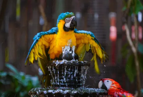 Macaw 4K Wallpaper · animals · 3840×2606