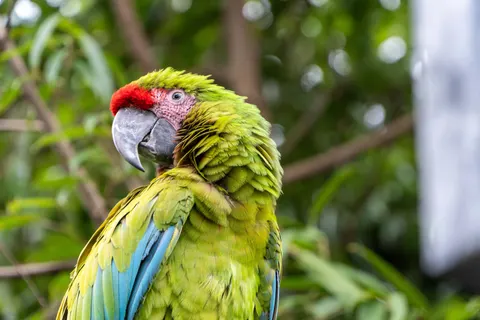 Fondo de pantalla Guacamayo 4K · animals · 3840×2560