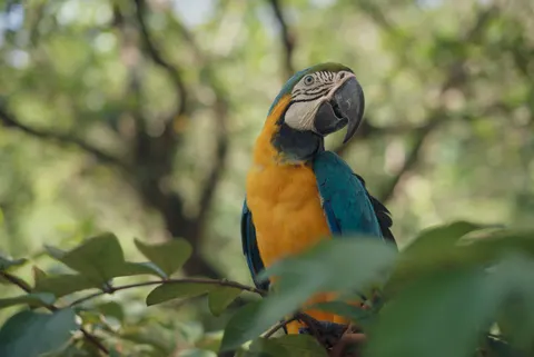 Macaw 4K Wallpaper · animals · 3840×2565