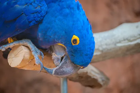 Wallpaper Burung Makaw 4K · animals · 3840×2560