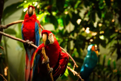 خلفية ببغاء المكاو بدقة 4K · animals · 3840×2560