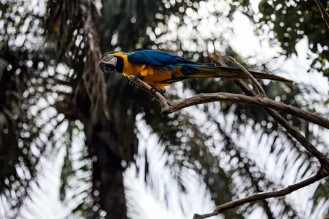 मकाओ तोता 4K वॉलपेपर · animals · 3840×2561