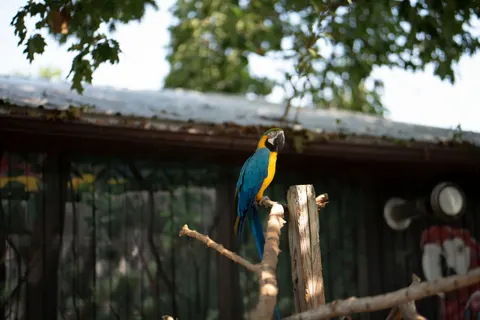 Wallpaper Burung Makaw 4K · animals · 3840×2563