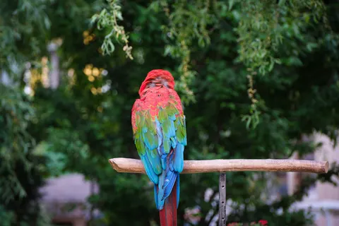 Makao Papağanı 4K Duvar Kağıdı · animals · 3840×2560