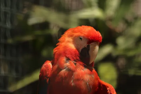 Ara 4K-achtergrond · animals · 3840×2560