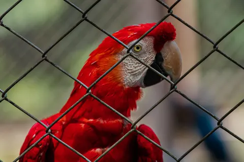 Hình nền Vẹt đuôi dài 4K · animals · 3840×2560