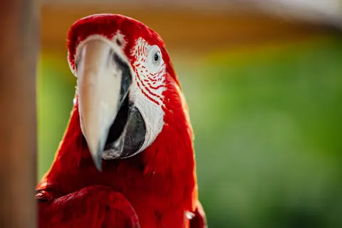 Macaw 4K Wallpaper · animals · 3840×2561
