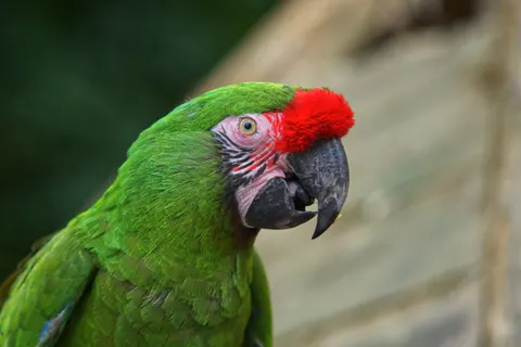 Macaw 4K Wallpaper · animals · 3840×2560