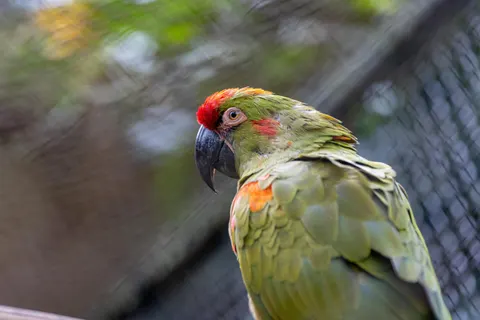 Macaw 4K Wallpaper · animals · 3840×2560