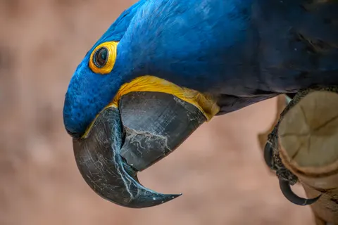 Tapeta Ara 4K · animals · 3840×2560